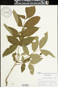 Fraxinus nigra image