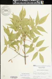 Fraxinus nigra image