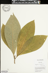 Magnolia tripetala image