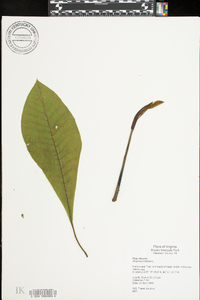 Magnolia tripetala image