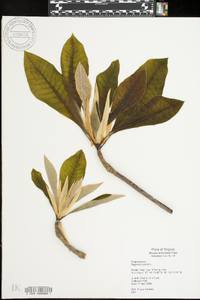 Magnolia tripetala image