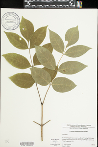 Fraxinus quadrangulata image