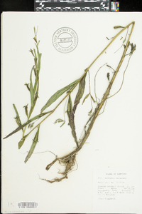 Ludwigia decurrens image