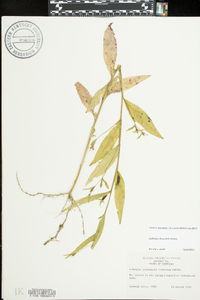 Ludwigia decurrens image