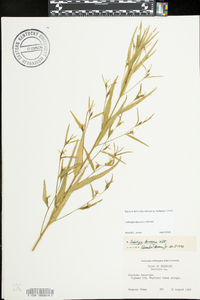 Ludwigia decurrens image