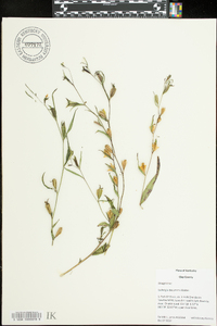 Ludwigia decurrens image