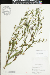 Ludwigia decurrens image