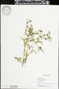 Ludwigia decurrens image