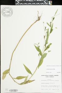 Ludwigia decurrens image