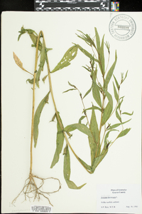 Ludwigia decurrens image