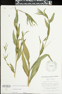 Ludwigia decurrens image