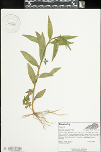 Ludwigia decurrens image