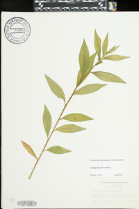 Ludwigia decurrens image