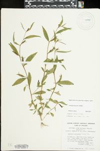 Ludwigia decurrens image