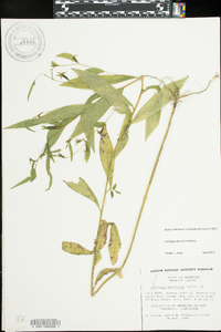 Ludwigia decurrens image