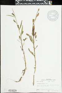 Ludwigia decurrens image