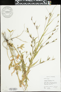 Ludwigia decurrens image