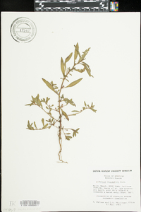 Ludwigia glandulosa image