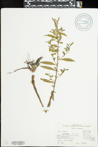 Ludwigia glandulosa image