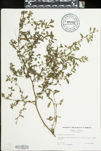 Ludwigia glandulosa image