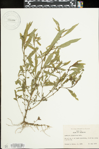 Ludwigia glandulosa image