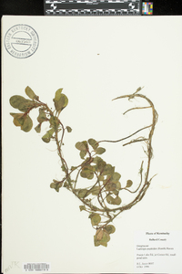 Ludwigia peploides image