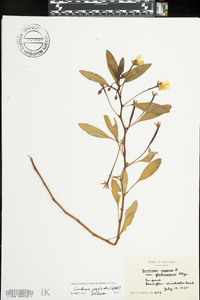 Ludwigia peploides image