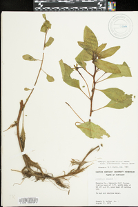 Ludwigia peploides image