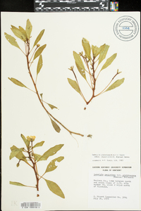 Ludwigia peploides image