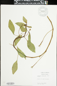 Ludwigia peploides image