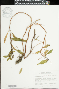 Ludwigia peploides image