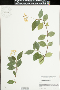 Jasminum officinale image