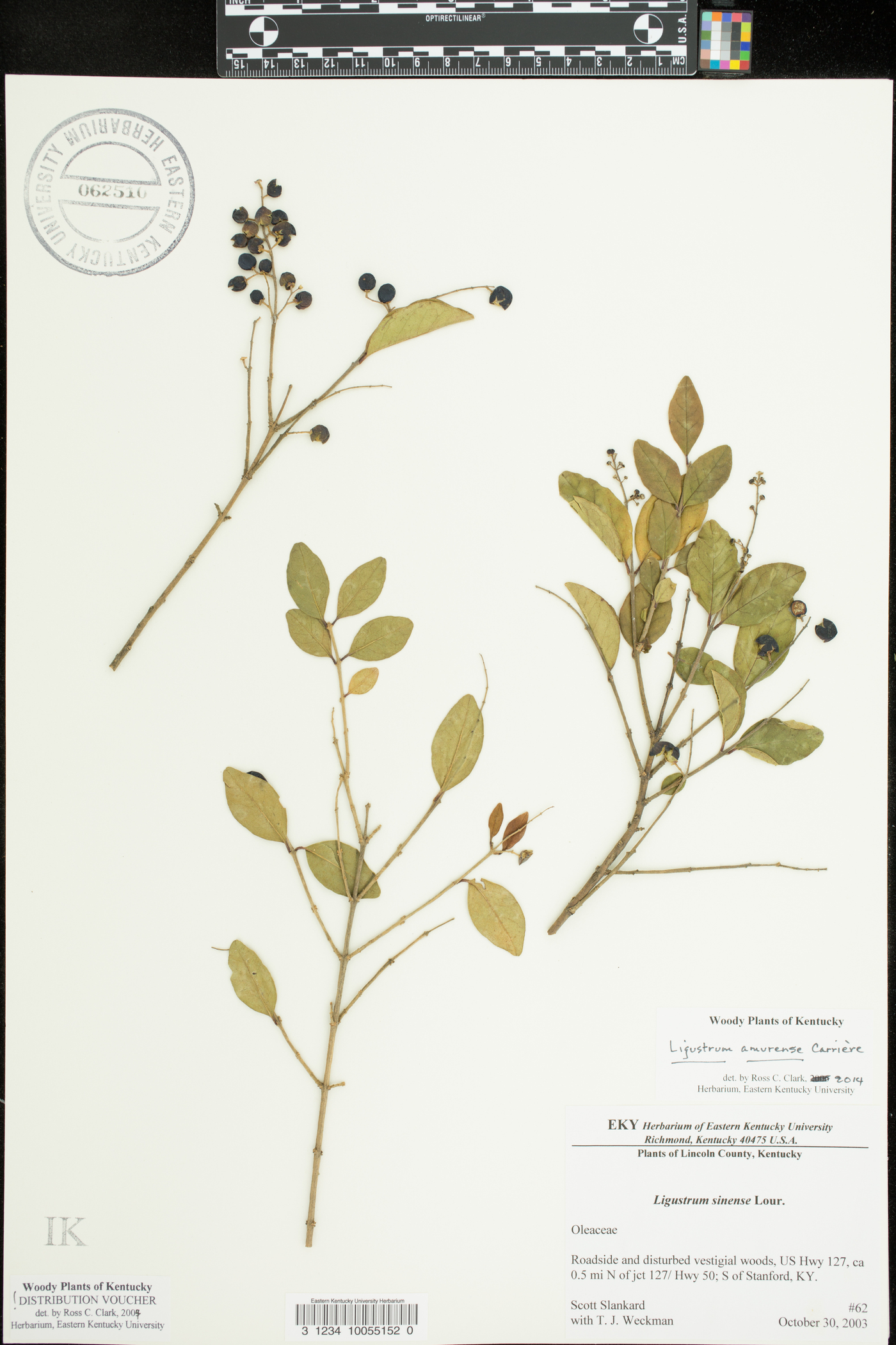 Ligustrum amurense image