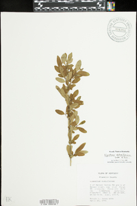 Ligustrum obtusifolium image