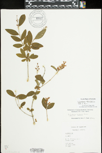 Ligustrum obtusifolium image