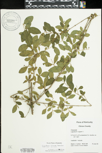 Ligustrum sinense image