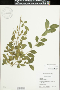 Ligustrum sinense image