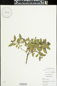 Ligustrum sinense image