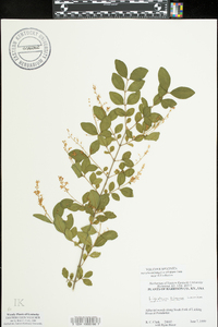 Ligustrum sinense image