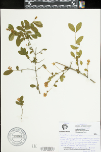 Ligustrum sinense image