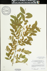 Ligustrum sinense image