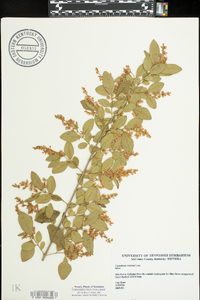 Ligustrum sinense image