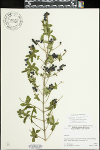 Ligustrum sinense image