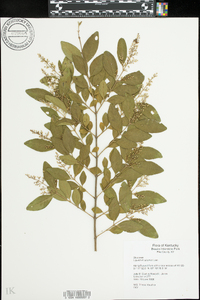 Ligustrum sinense image