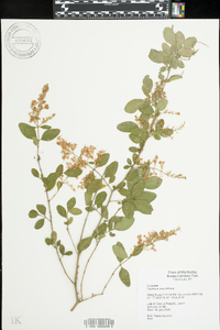 Ligustrum sinense image