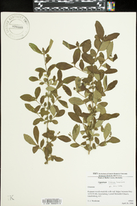 Ligustrum sinense image