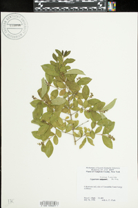 Ligustrum sinense image