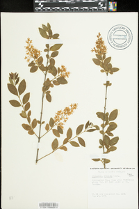 Ligustrum sinense image