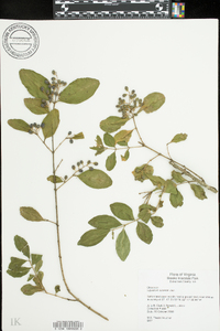 Ligustrum sinense image