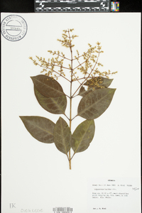 Ligustrum lucidum image